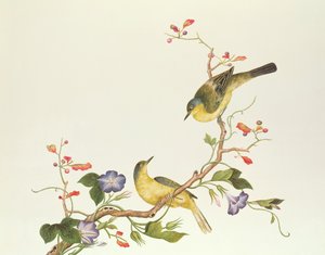 黄W W与蓝头，Ch&39;ien肺期（1736-96）（纸上的颜色）